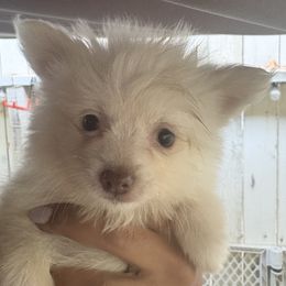 Mila - White female Pomsky puppy in Sacramento, California from Robinson Pomski