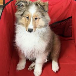 Female 1 - Sable and white female Shetland Sheepdog puppy in Hobbs, New Mexico from Kailyn Shelties