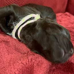 Girl 3 Pink - Liver female Boykin Spaniel puppy in Stapleton, Alabama from Taensas Boykins