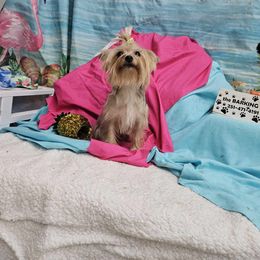 Stef - Yorkshire Terrier