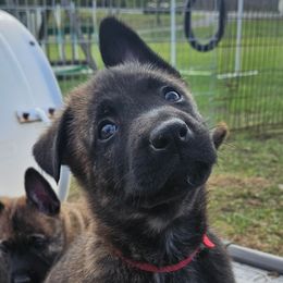 Dutch Shepherd Puppies from MAC K9 Dutch Shepherds