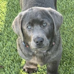 BEAU - Labrador Retriever