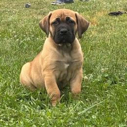 Risk - Tawny female Boerboel puppy in Flemingsburg, Kentucky from Aussgardian Boerboels