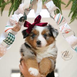 Waffle - Blue merle female Toy Australian Shepherd puppy in Charlestown, Indiana from Hydden Aussies