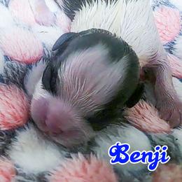 BENJI - Brindle and white male Mal-Shi puppy in Belleville, Michigan from Michigan Maltese Puppies