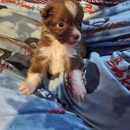 Max - Red & white male Miniature Australian Shepherd puppy in Arlington, Texas from CopperHead Aussies