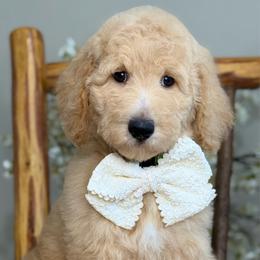 Penny - Apricot female Goldendoodle puppy in Yuciapa, California from AlltheDoodlez_