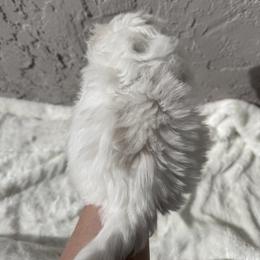 Maltese Puppies from AKC Maltese California