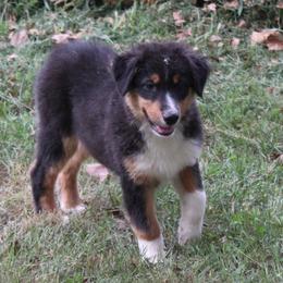 Craig - Black tri-color male Australian Shepherd puppy in Kansas, Oklahoma from Windy G Farm