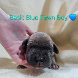 Male 2 - Blue male Great Dane puppy in Grass Lake, Michigan from Harrison Danes
