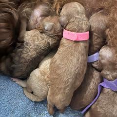 Labradoodle Puppies from Desert Mountain Doodles
