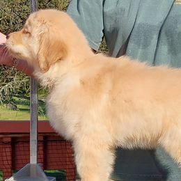 White - Golden female Golden Retriever puppy in Frostproof, Florida from Cashmere Golden Retrievers