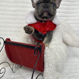 Huck - French Bulldog puppy from Grace & Grit Frenchies