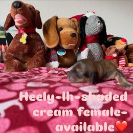 Girl 1 - Cream female Dachshund puppy in Fairfield, California from Dawson Creek Doxies