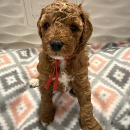 Judy - Red  female Goldendoodle puppy in Miami, Florida from Magdoodles