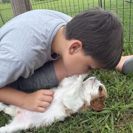 Cavalier King Charles Spaniel Puppies from Reynolds Farms Cavaliers
