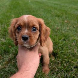 Rusty - Ruby male Cavalier King Charles Spaniel puppy in New Holland, Pennsylvania from Mountain Breeze Puppies