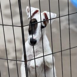 Smooth Fox Terrier puppies from Misty Hollow