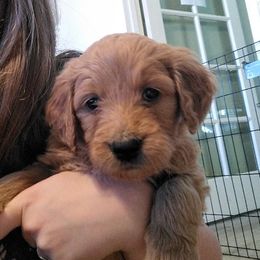 Goldendoodle Puppies from Desert Doods
