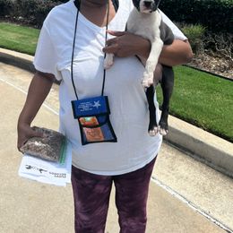 Boston Terrier Puppies from Dixe Hill Dogs