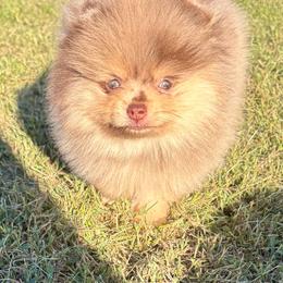 Alvin - Chocolate merle male Pomeranian puppy in Scottsburg, Virginia from Summer Set Poms