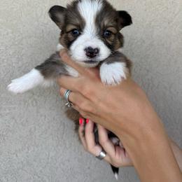 KRoc - Sable male Pembroke Welsh Corgi puppy in Benjamin, Utah from Nuna’s  Corgis