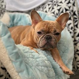 French Bulldog Puppies from 47 North Frenchies, LLC