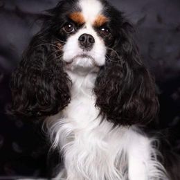 Cavalier King Charles Spaniels from Royal Quin Cavaliers