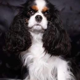 Cavalier King Charles Spaniels from Royal Quin Cavaliers