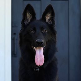 Sully - German Shepherd