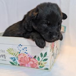 Sprout - Sable male German Shepherd puppy in Waterloo, New York from Von Nikolaos German Shepherds