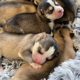 Pomsky Puppies from Goodness Gracious Pomskies