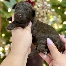 Dove - Chocolate female Goldendoodle puppy in Miami, Florida from Jade’s Paws & Co. Of Miami LLC