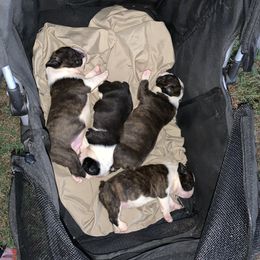 Boston Terrier Puppies from Day Root Enterprises Inc.