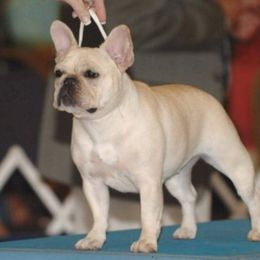 Posey - French Bulldog