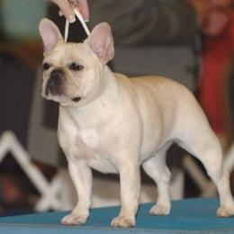 Posey - French Bulldog
