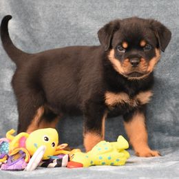 Domino - Black and mahogany male Rottweiler puppy in Catawissa, Pennsylvania from Sharp Ridge Rottweilers