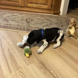 Boy 2 - Black and white male German Shorthaired Pointer puppy in Garland, North Carolina from Echo Acres Farm