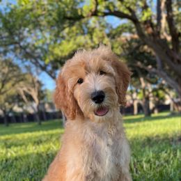 Rocky - Cream male Goldendoodle puppy in Hollywood, Florida from Royal Goldendoodle