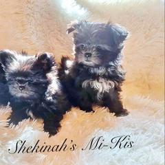 August - Mahogany male Mi-Ki puppy in Toronto, Ohio from Shekinah’s Mi-Kis & Cricket Hill’s Westies