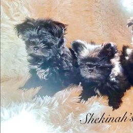 August - Mahogany male Mi-Ki puppy in Toronto, Ohio from Shekinah’s Mi-Kis & Cricket Hill’s Westies