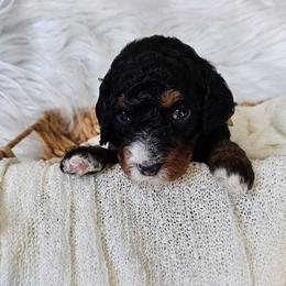 Sparkles - Tri-color female Bernedoodle puppy in Decatur, Georgia from So Adoodable