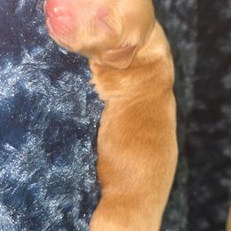 Isabella red cream boy - Fawn (Isabella) male Dachshund puppy in West Plains, Missouri from Spring Creek Dachshunds