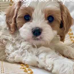 Cavapoos from Marigold Pups