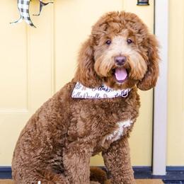 Nash - Goldendoodle