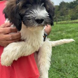 Red - Brown and white female Saint Berdoodle puppy in Batavia, Ohio from Donciedoodlesohio.com