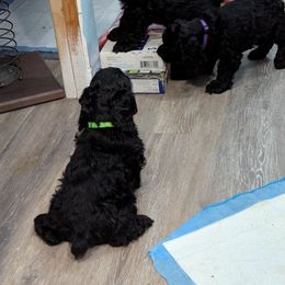 Cocker Spaniel Puppies from Midnight Cockers