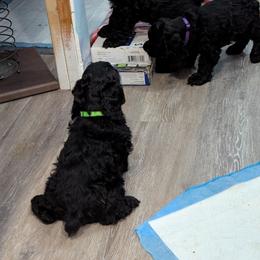 Cocker Spaniel Puppies from Midnight Cockers
