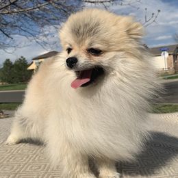 Martin - Pomeranian