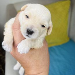 Boy 1 - Cream male Maltipoo puppy in Las Vegas, Nevada from Maltipoo_vegas
